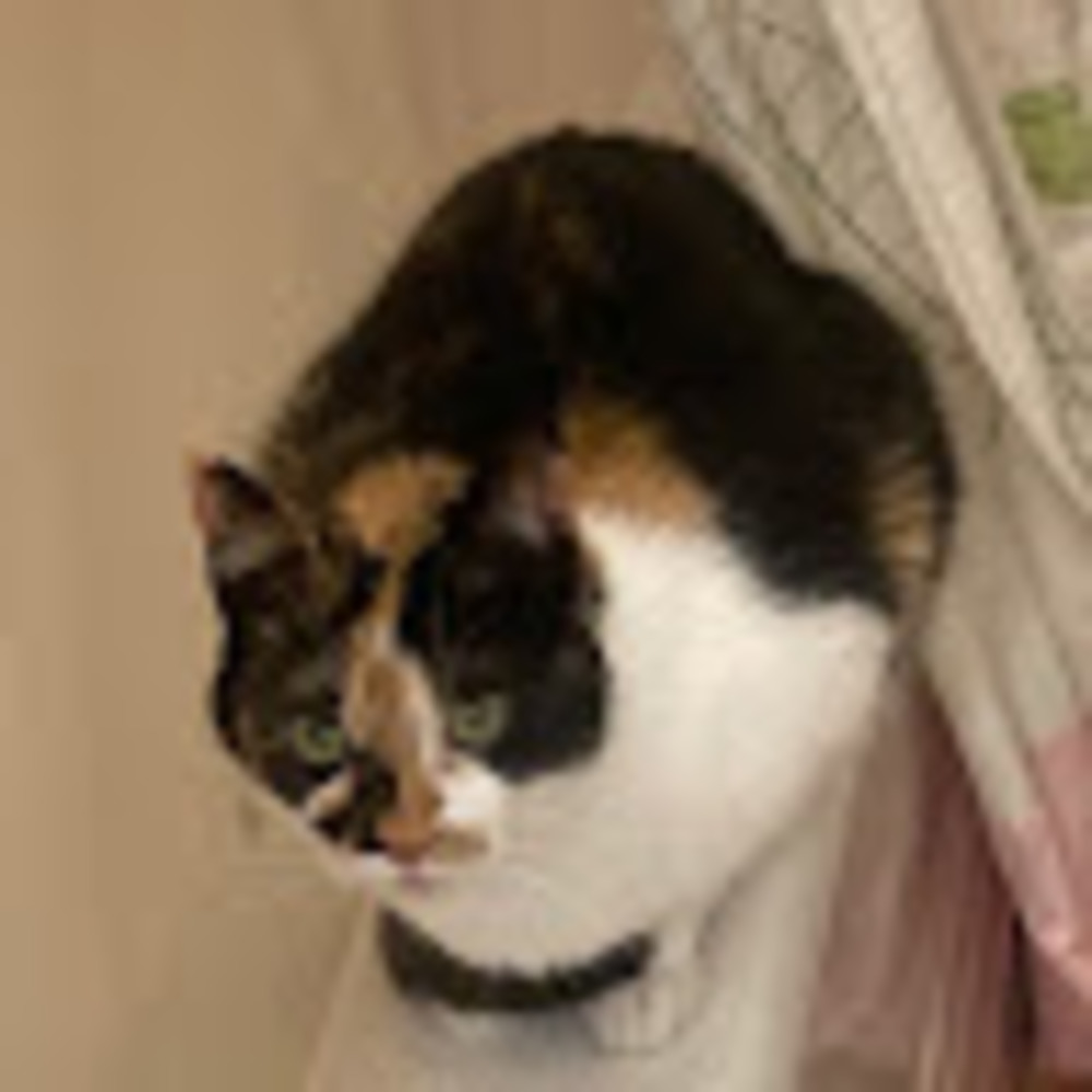 Meet your Posher, Rosemary